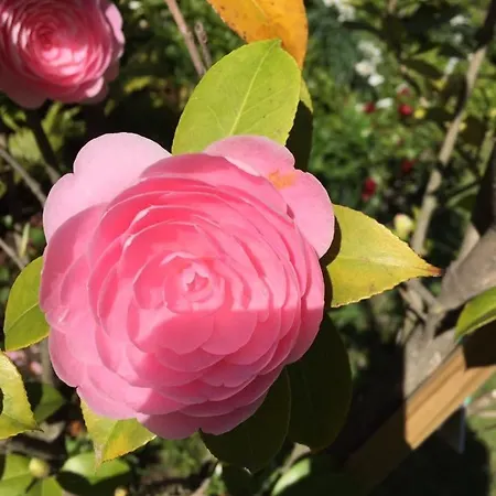 Piccolo Hotel Muralto