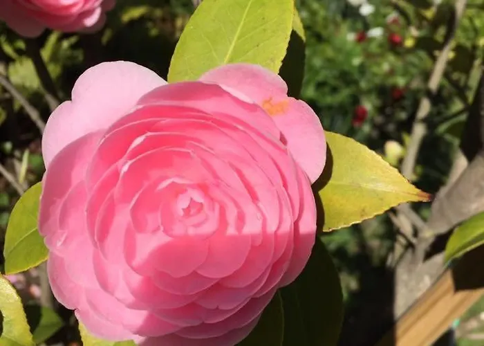 ピッコロ ホテル Muralto